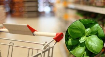 Basilico richiamato dai supermercati, il Ministero: “Non va consumato”