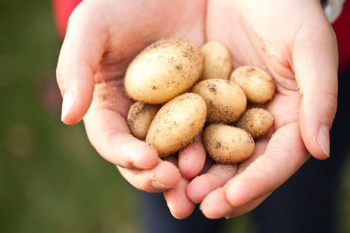 patate piccole in mani