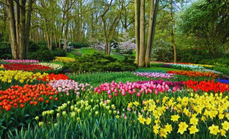 un parco con prato ricoperto di fiori