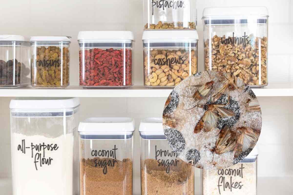 dispensa e farfalline nel cerchietto
