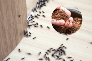 formiche e caffè nel cerchietto